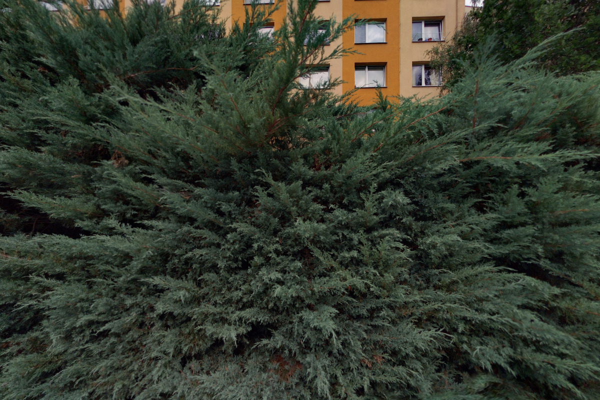 BULLOCK  -  Filip Kyrš foto 5