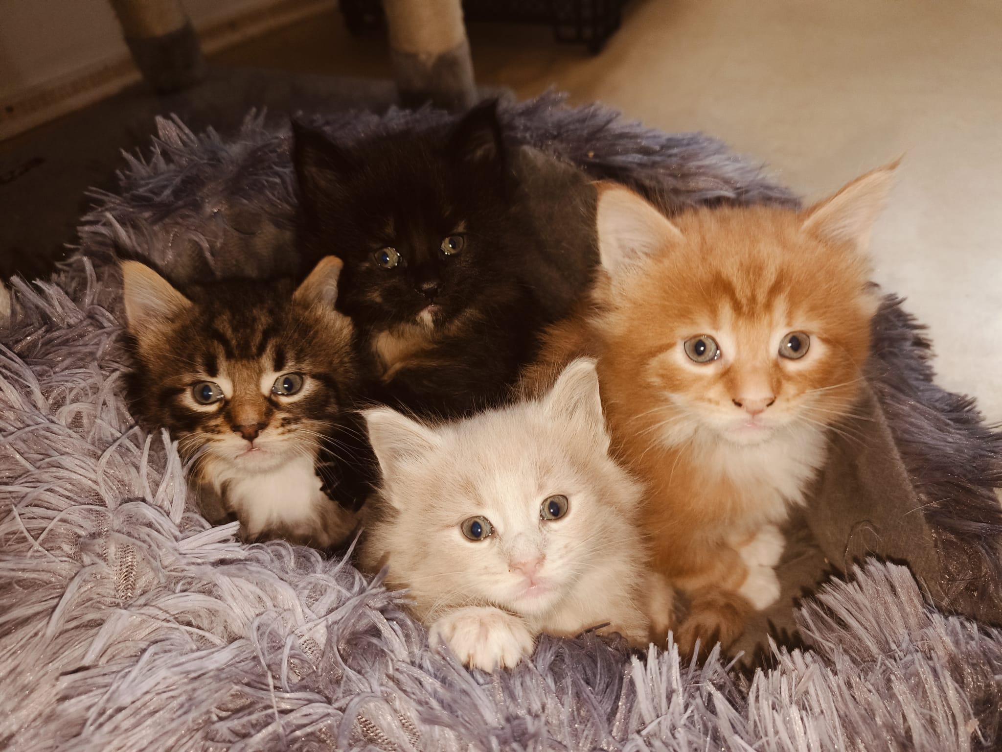 MVDr. Jiří Tota, CSc.