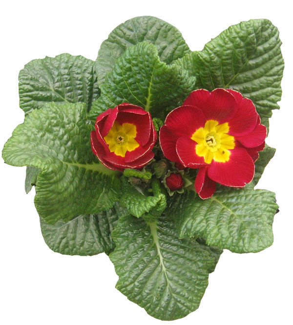 Červinkovo zahradnictví foto 3