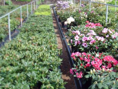 Zahradnictví Papež foto 2