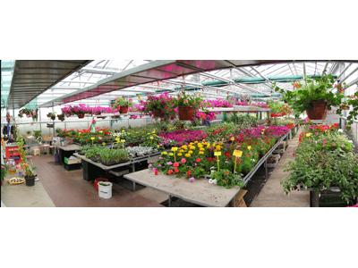 Zahradnictví Papež foto 4