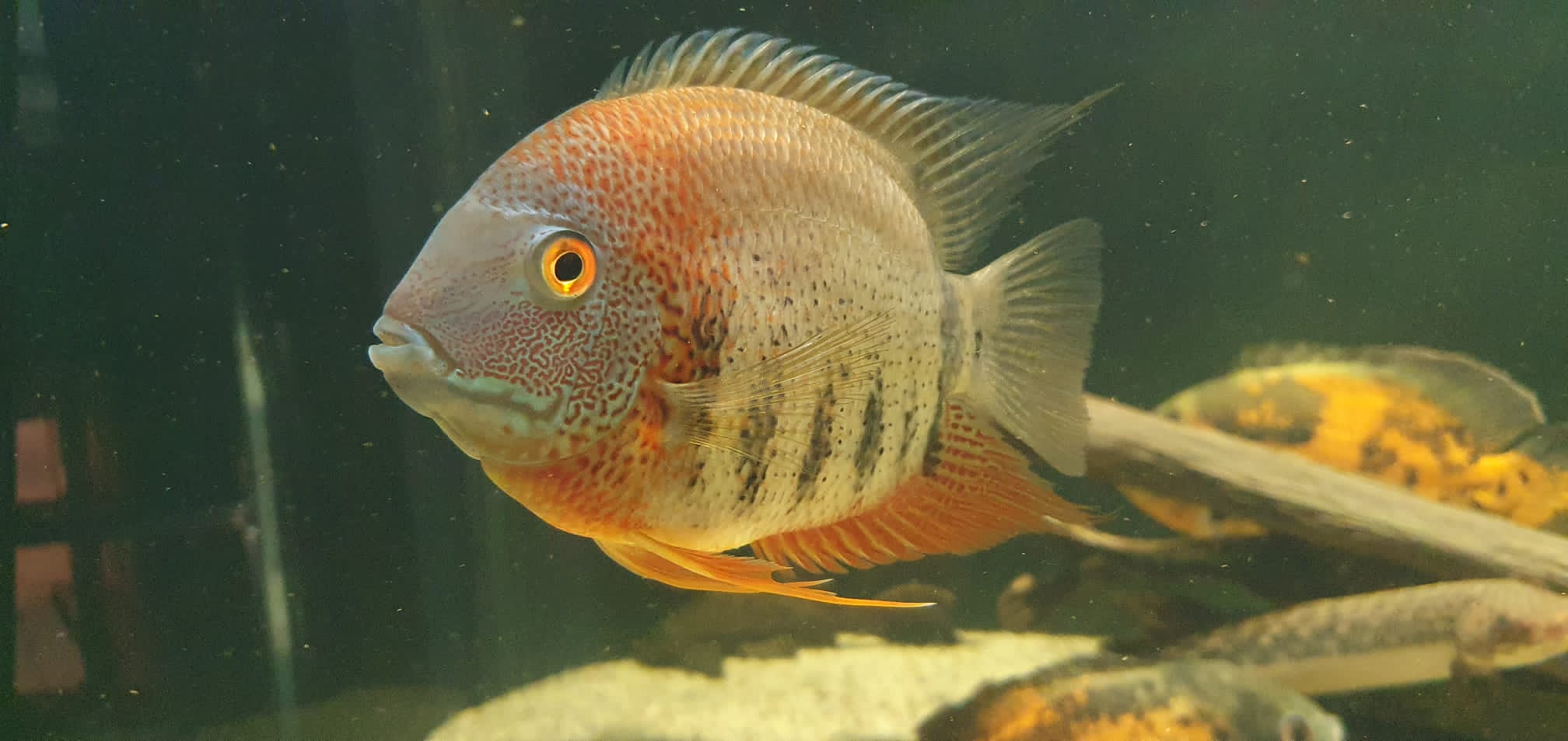 Vodní MiniZOO Baška foto 4