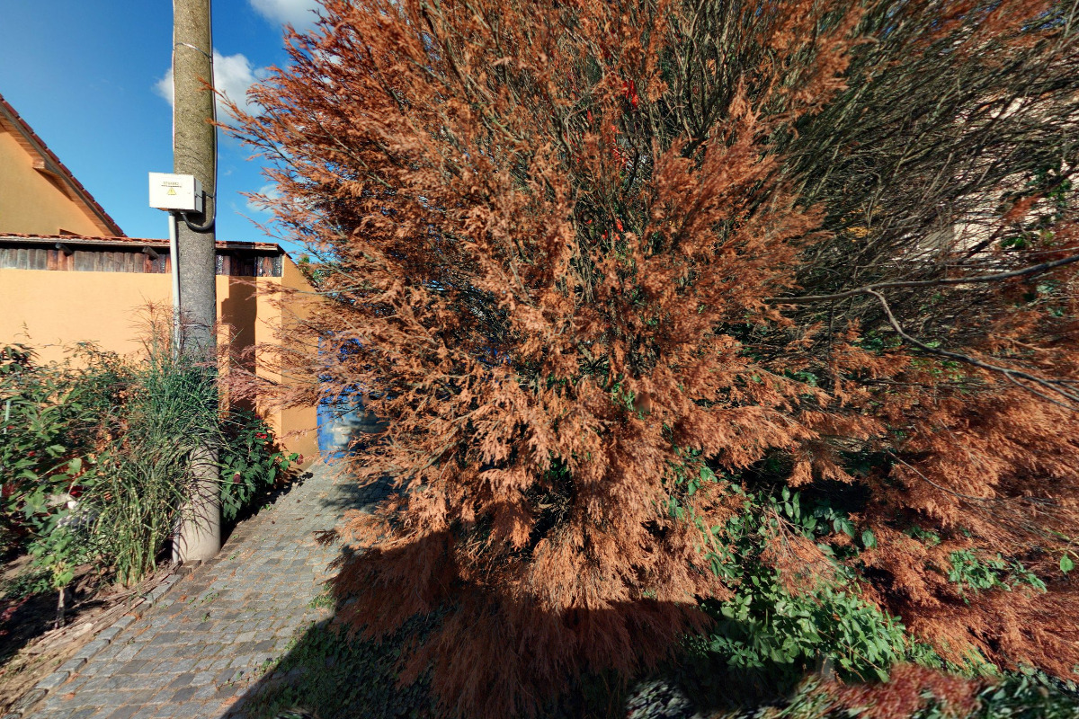 Lesnictví Angeles - Radek Lucký