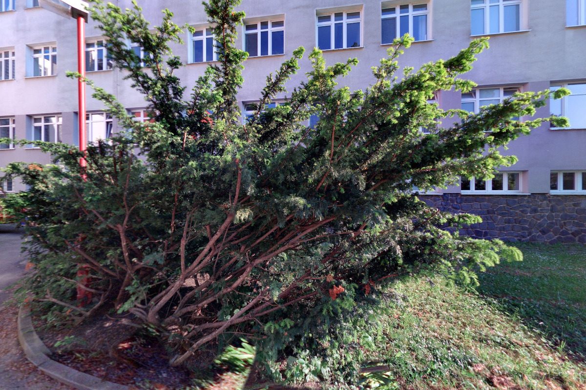 Plicní oddělení - pneumologie a ftizeologie - Nemocnice Vyškov