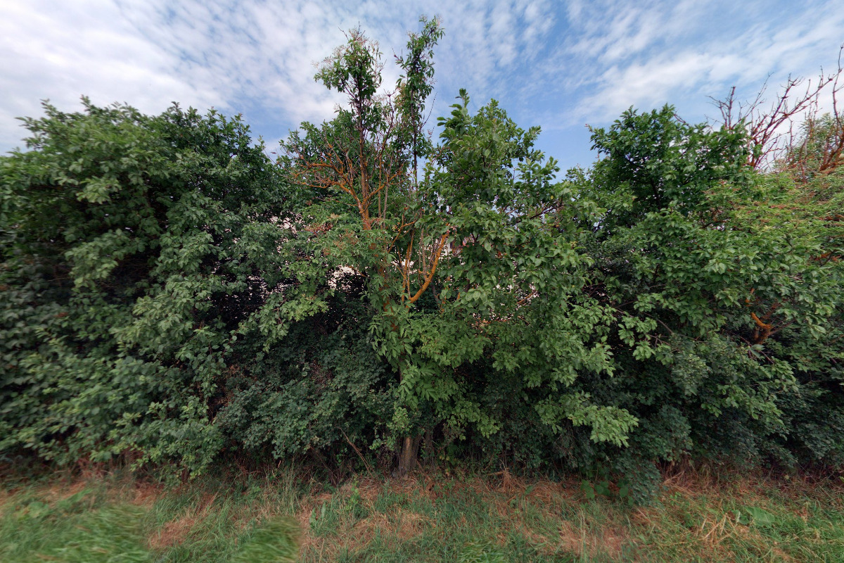 Osho Sugama Meditation Center