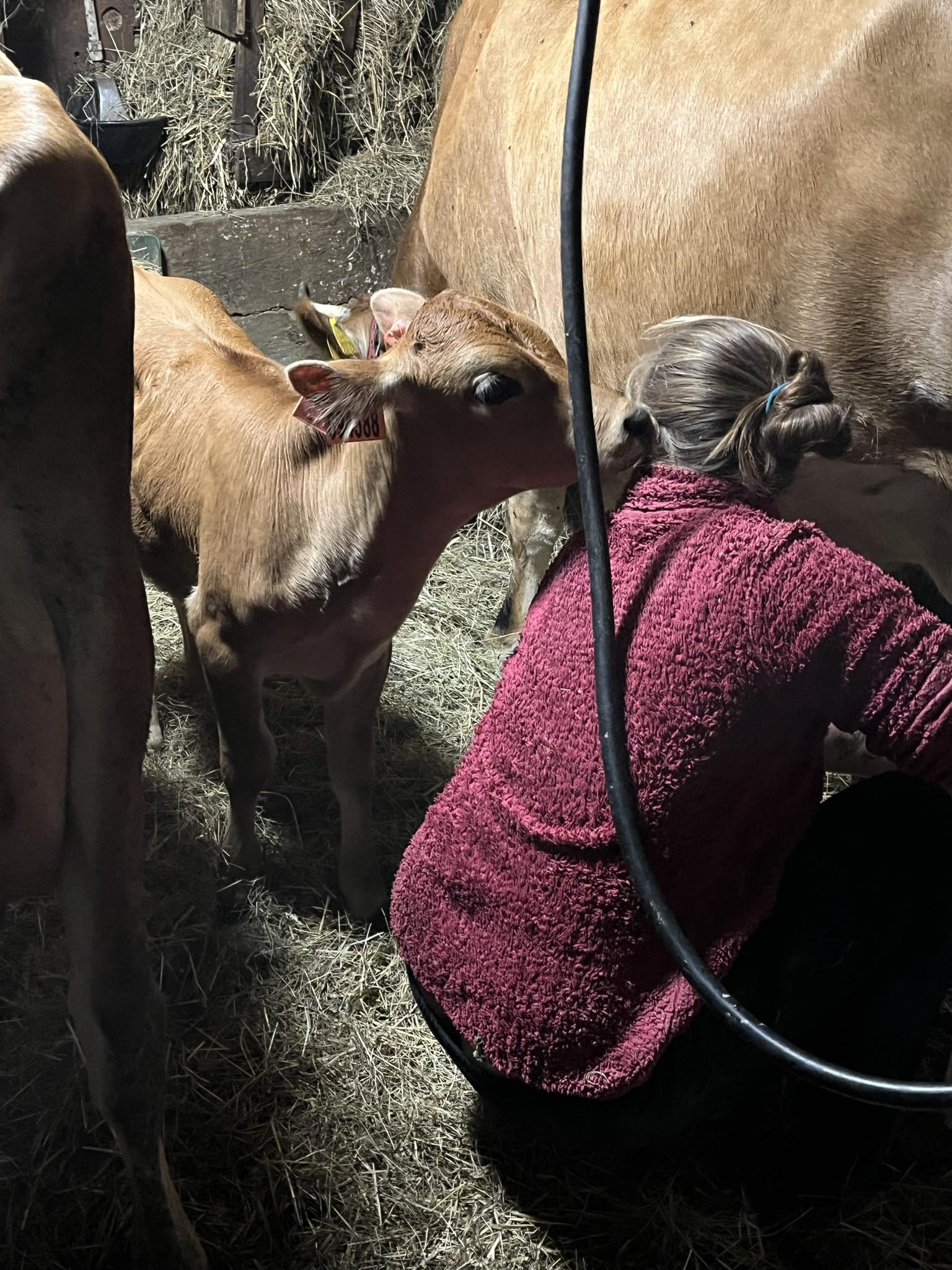 Prodej mléka - Petra Harbichová foto 2