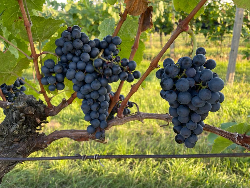 Vinný sklep U borovice (Vinařství Karel Endlicher) foto 1
