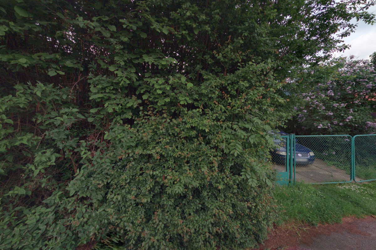 První společnost za práva koček