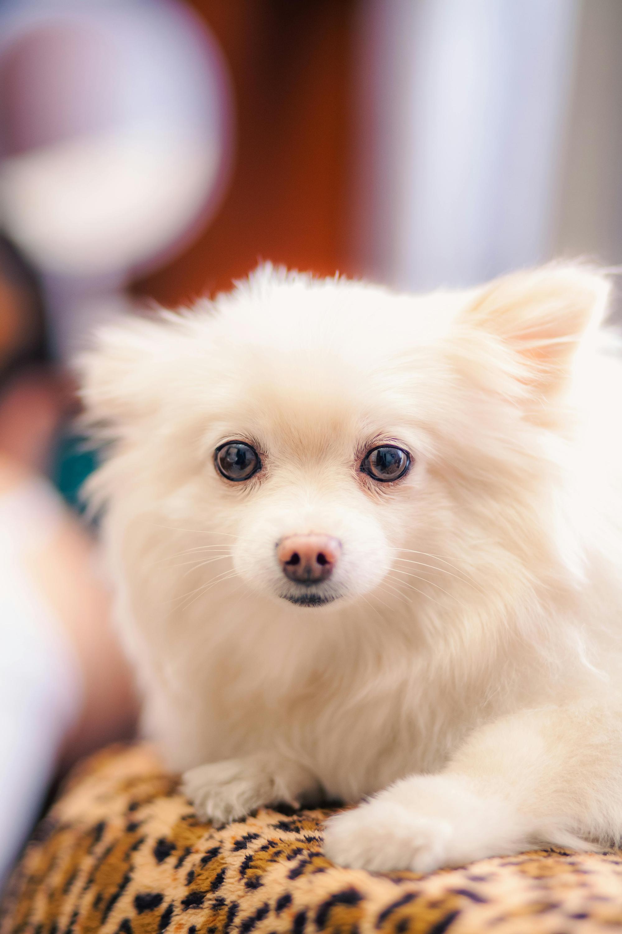 Looking For Pets foto 4