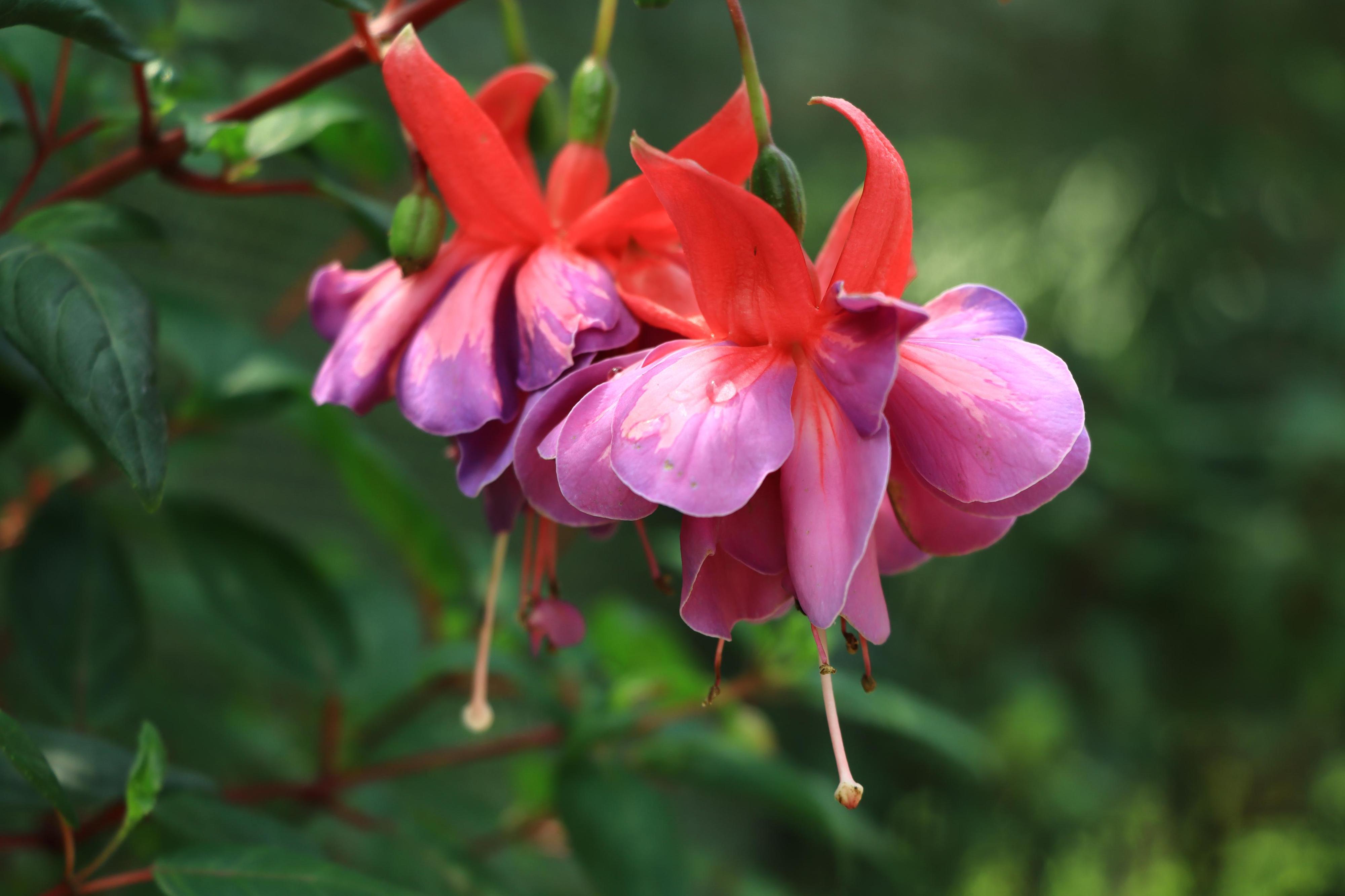 Fuchsie - Zámecká zahrada Buchlovice foto 2