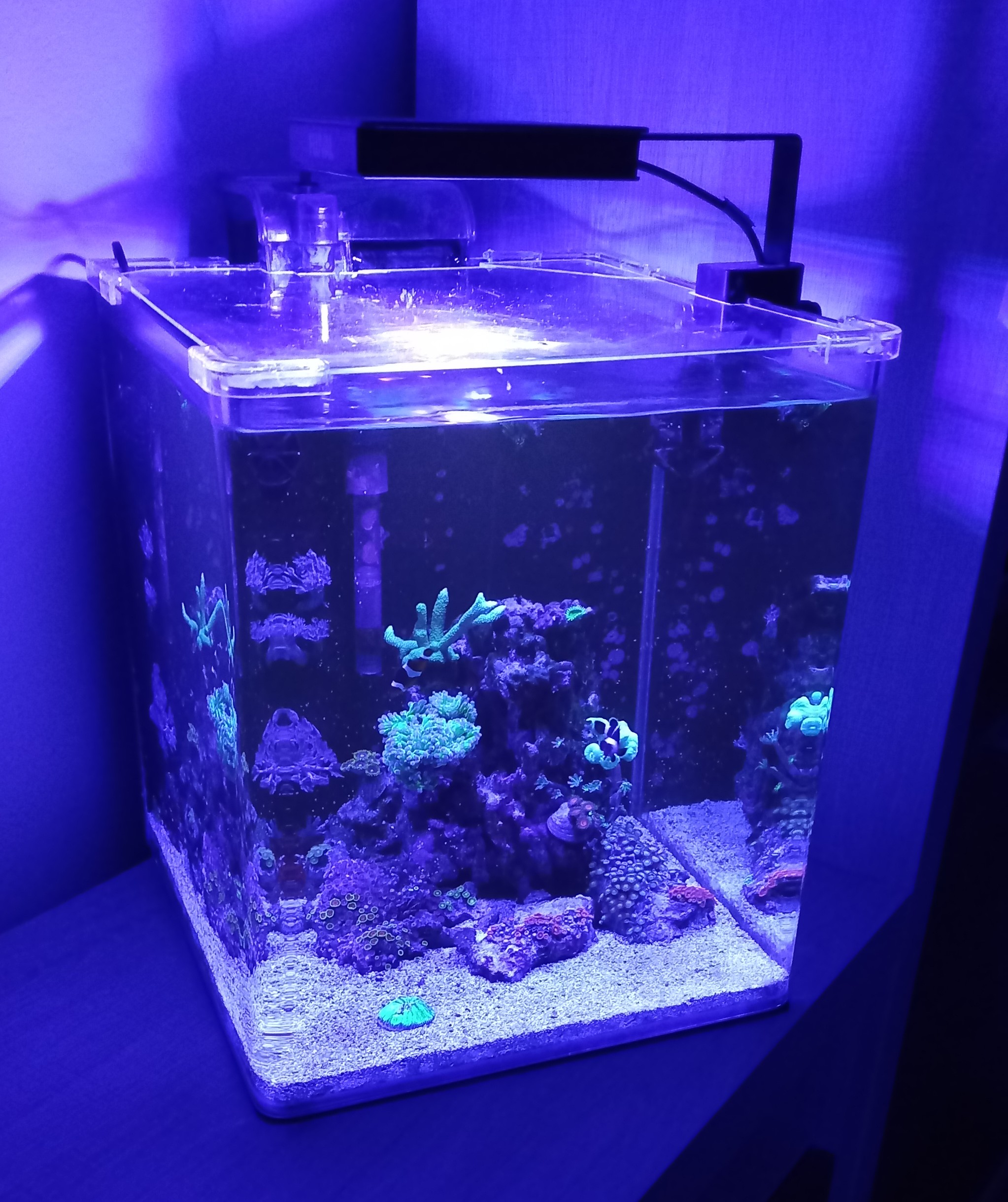minoreef foto 3