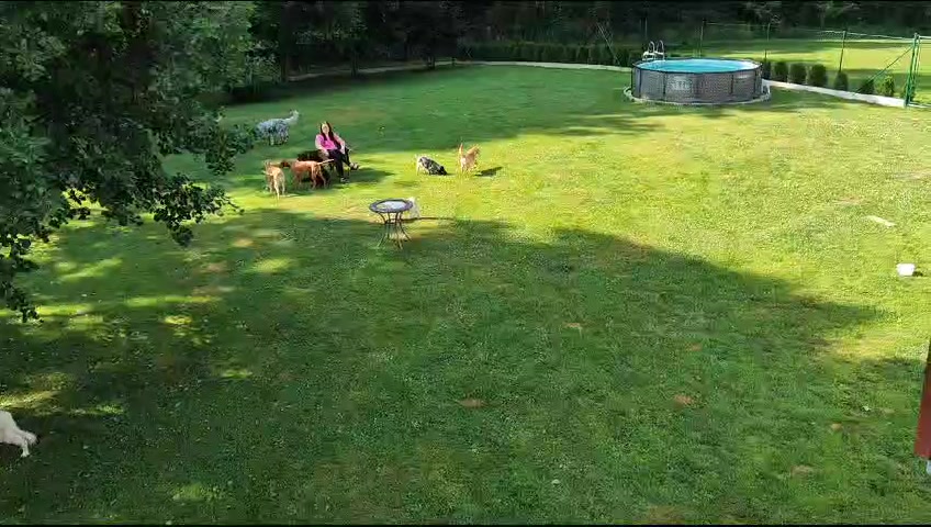 Psí srdce Kamínek foto 2 (náhled videa)