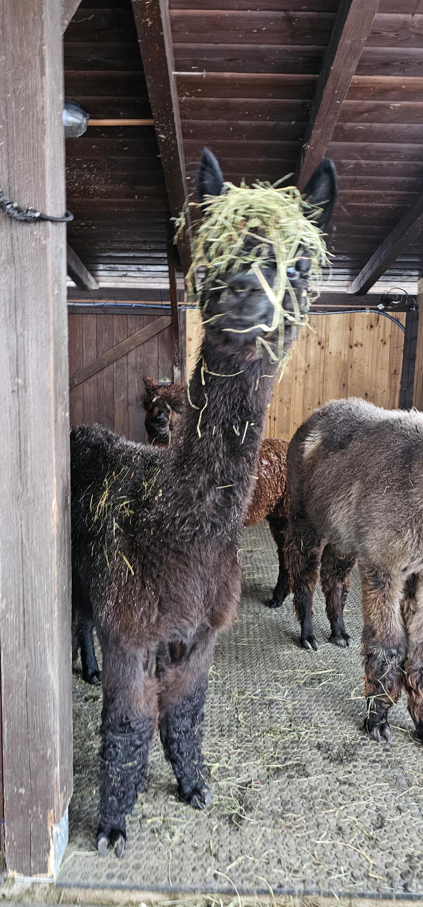 Alpaka farma Na Vyhlídce foto 4