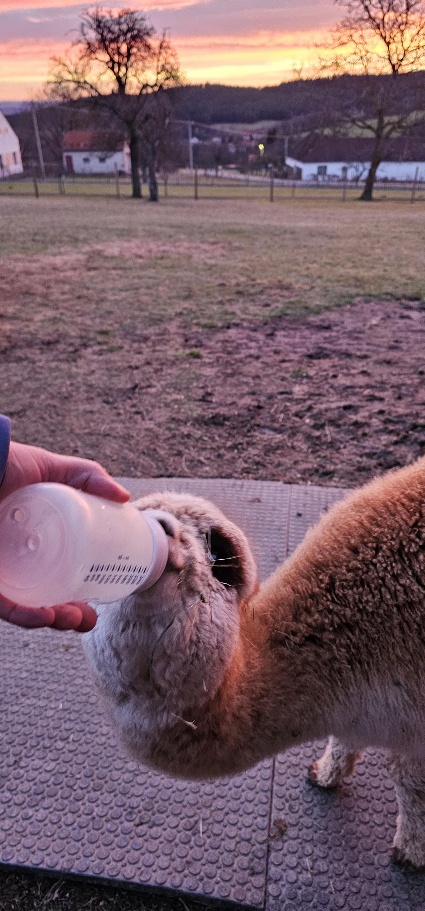 Alpaka farma Na Vyhlídce foto 6