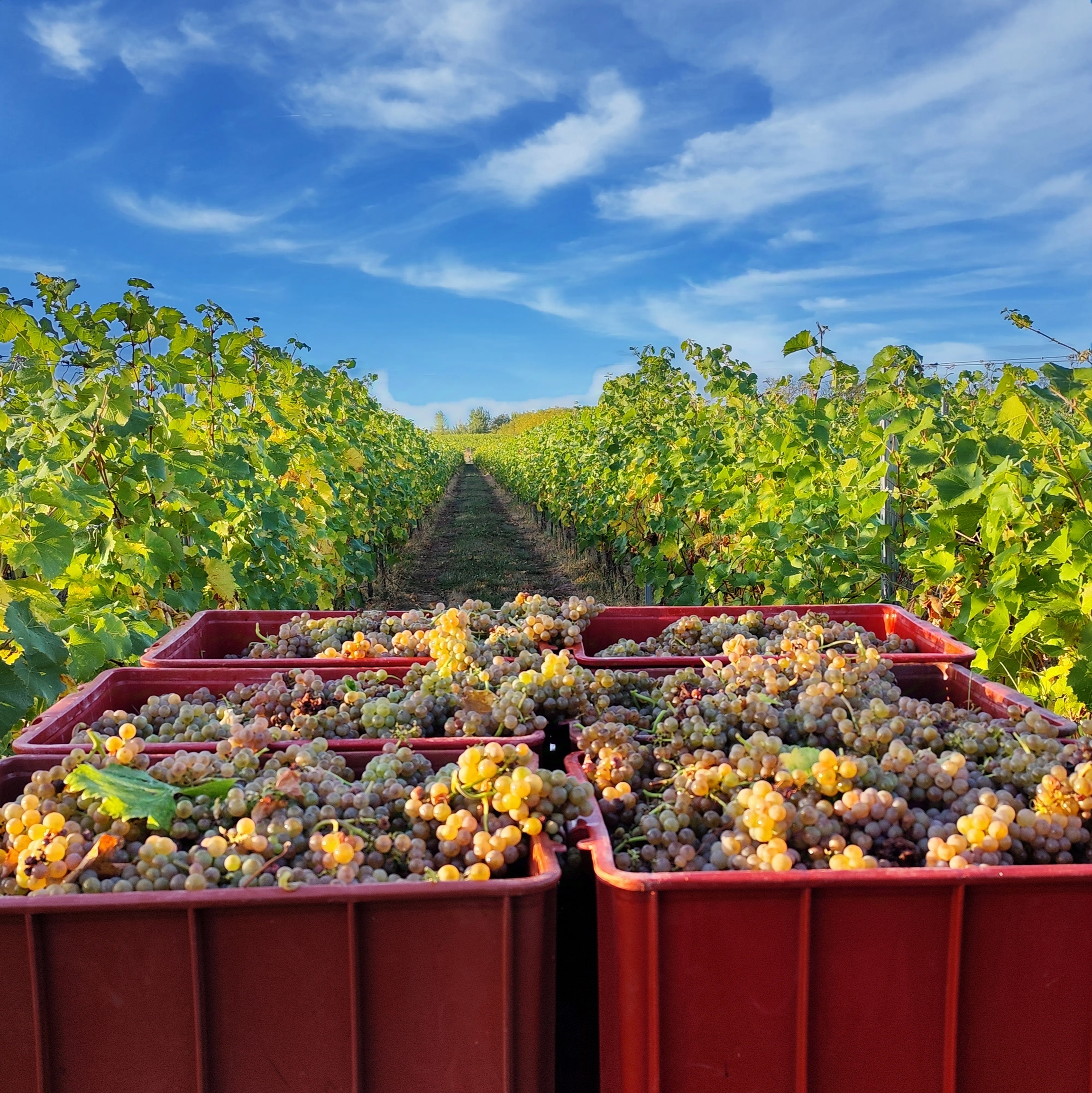 Vinařství Turoňovi - Vinný sklep foto 6