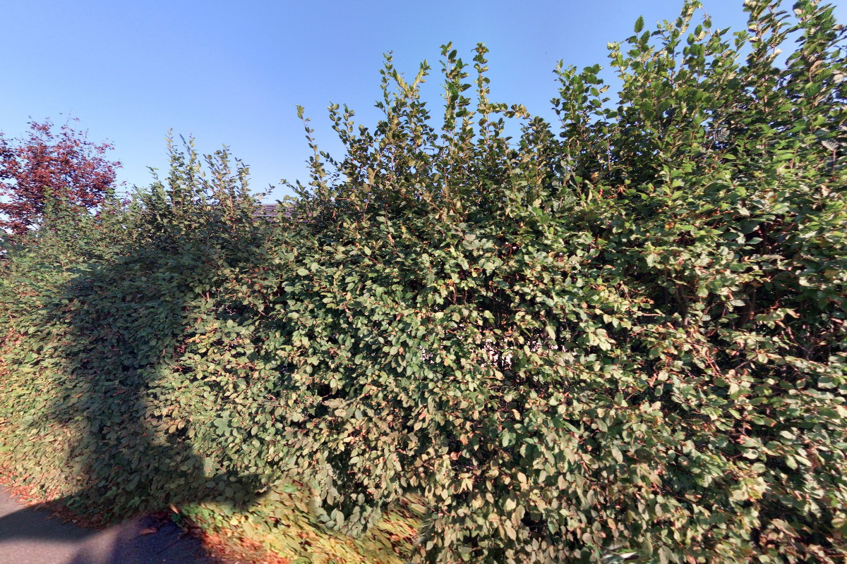 Trushok - Radomír Hrabec