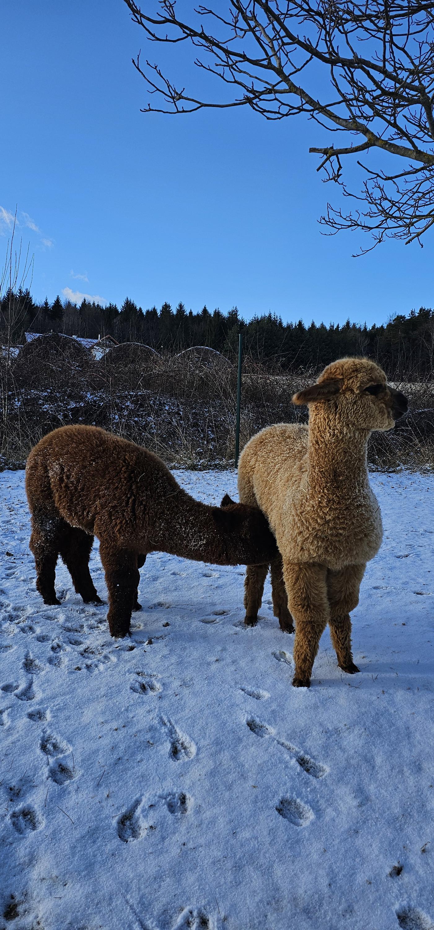 Alpaka farma Na Vyhlídce foto 2