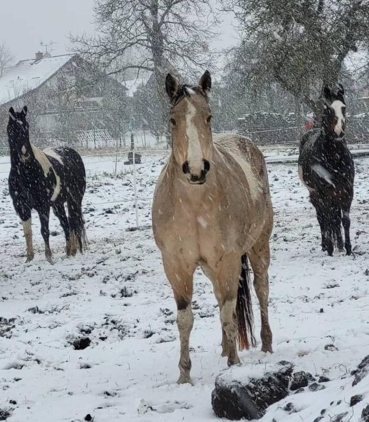 Stateček Černilov foto 6