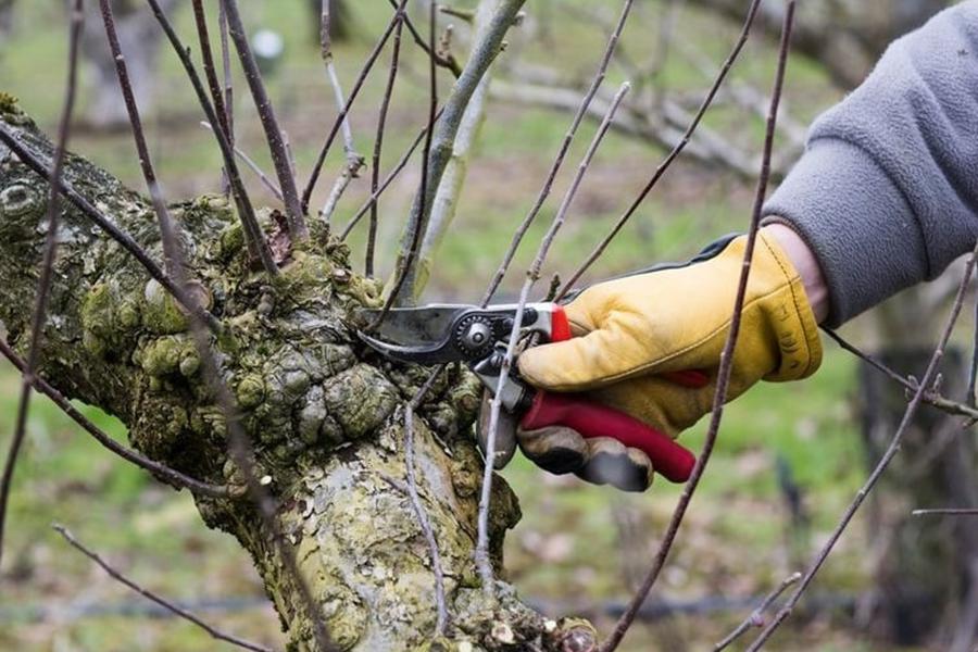 Stříhání ovocných stromů