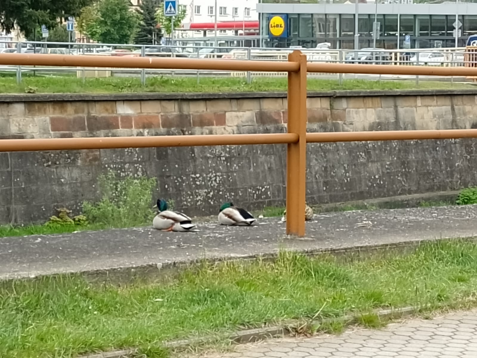 Lidl foto 6