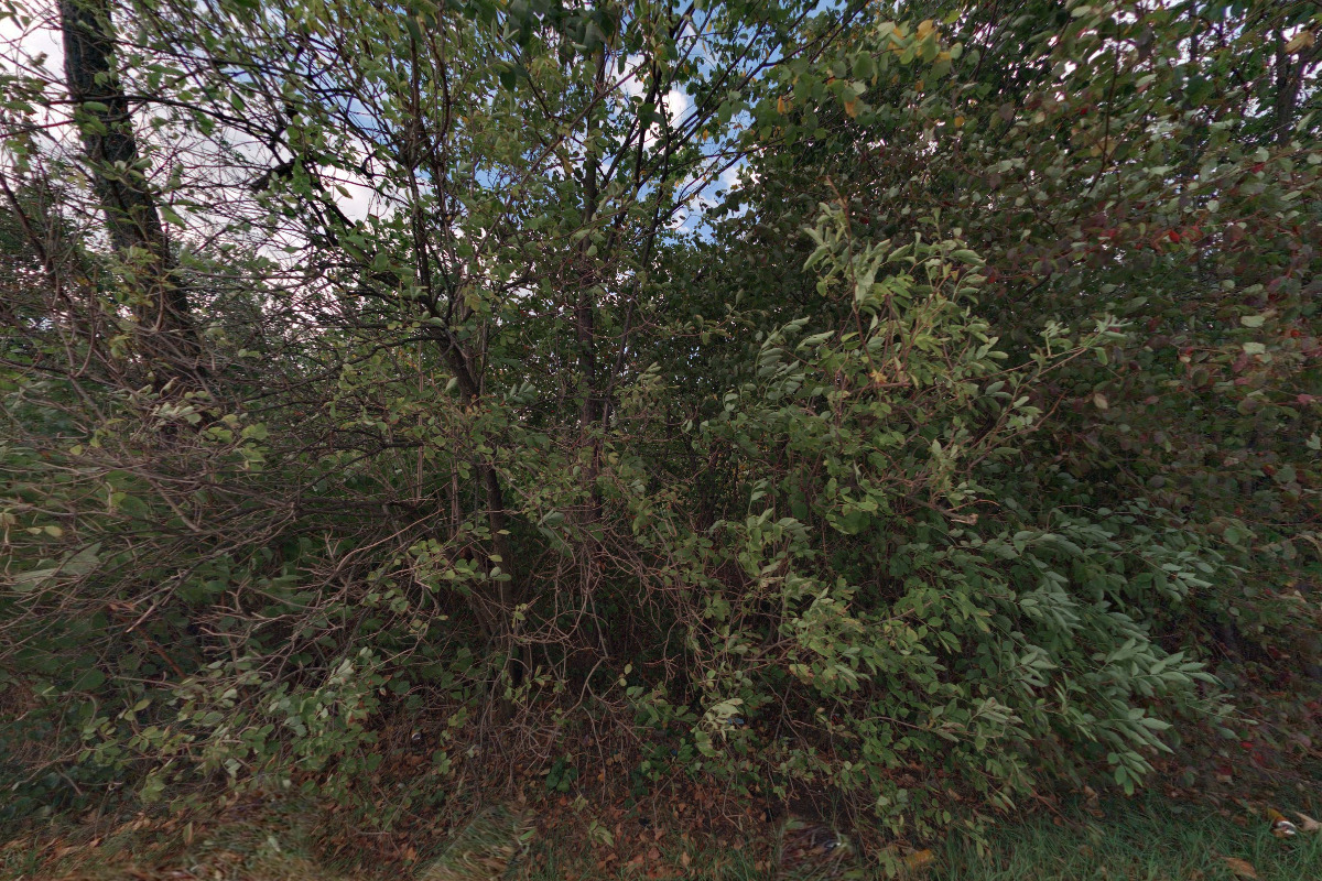 Gefest Forklifts foto 2