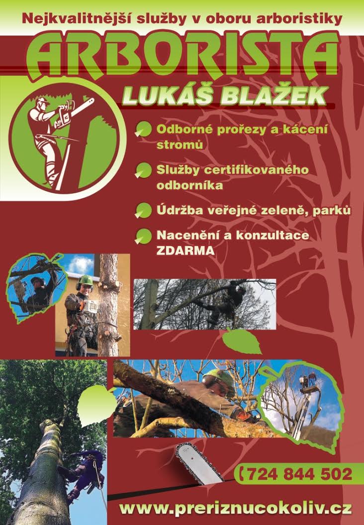 Kácení rizikových stromů - Arborista Lukáš Blažek s.r.o. foto 2