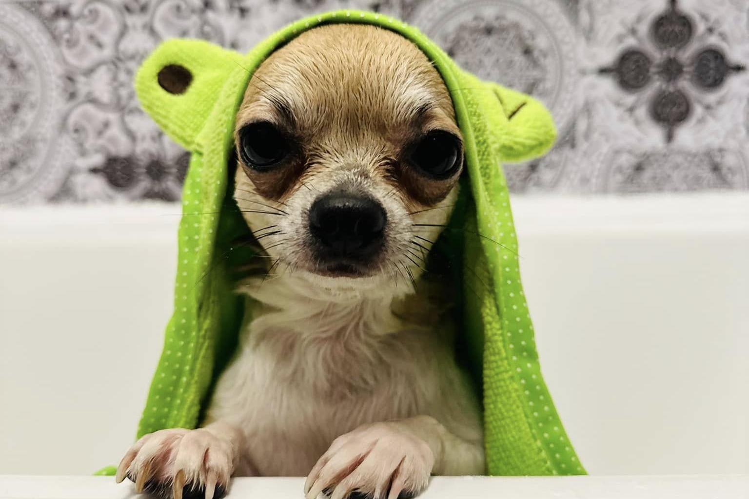 Dog wellness Vítkov