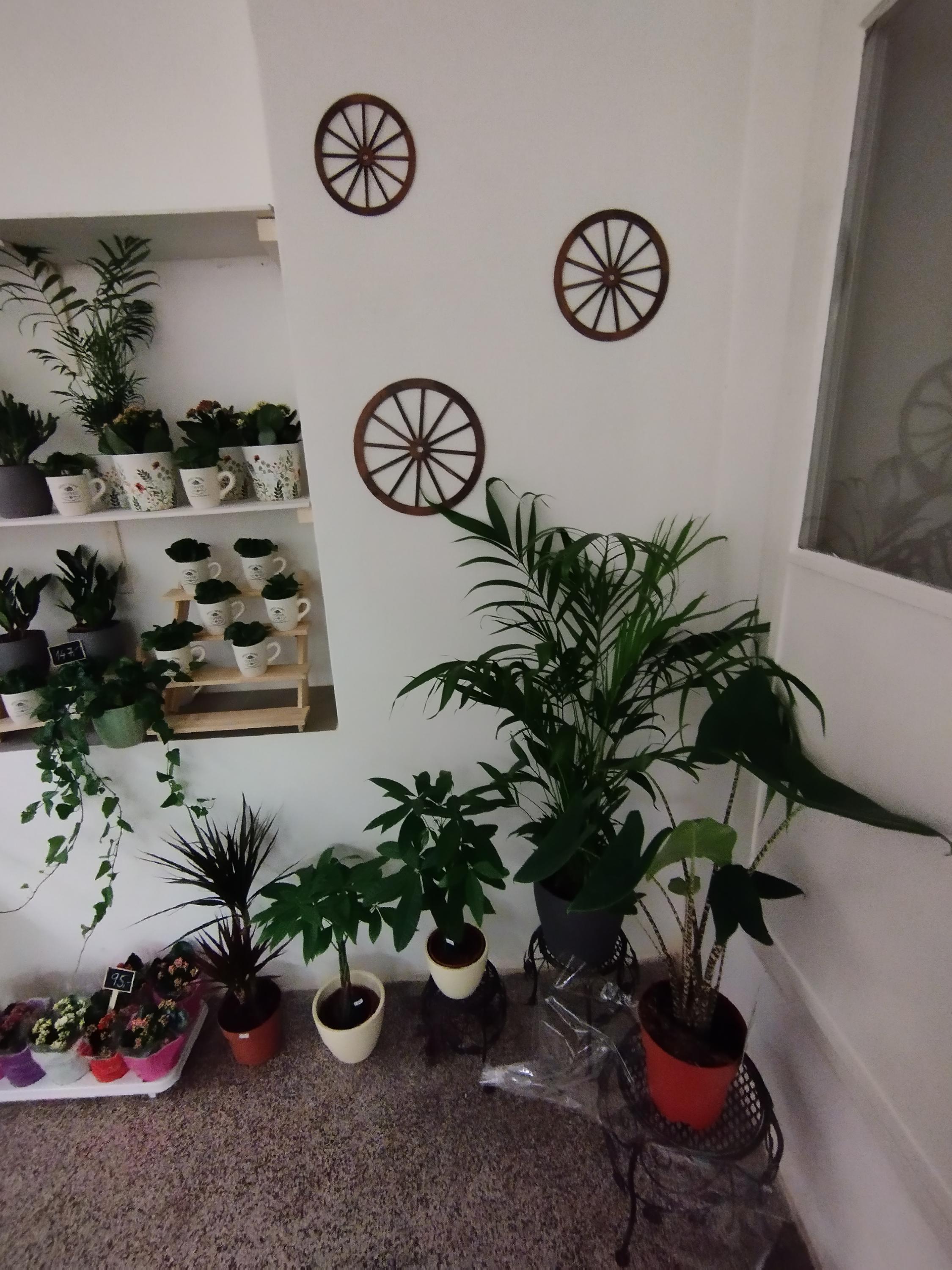 Květy Naší Žabky foto 6