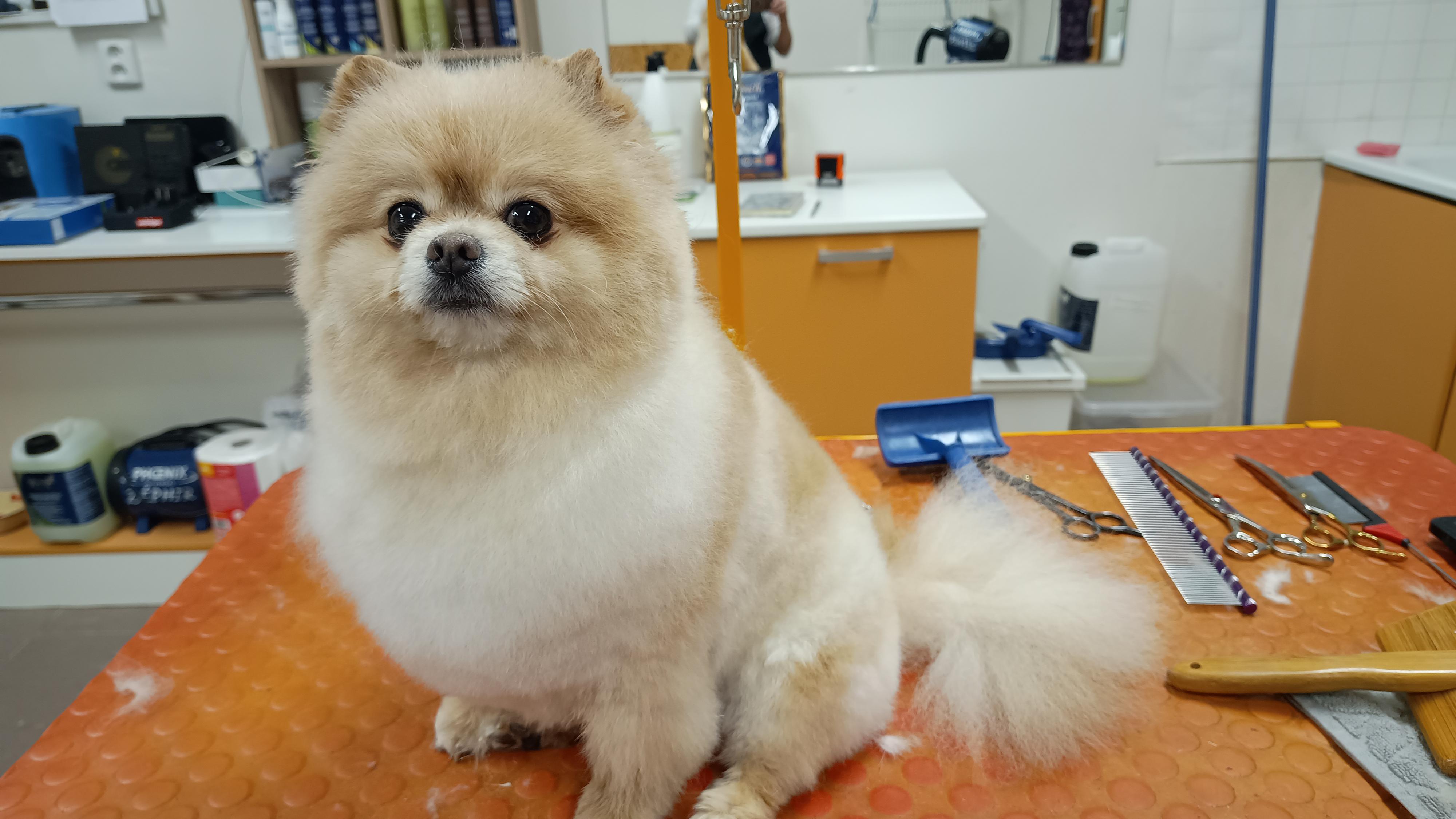 Salon pro psy Táňa Menžinská foto 2