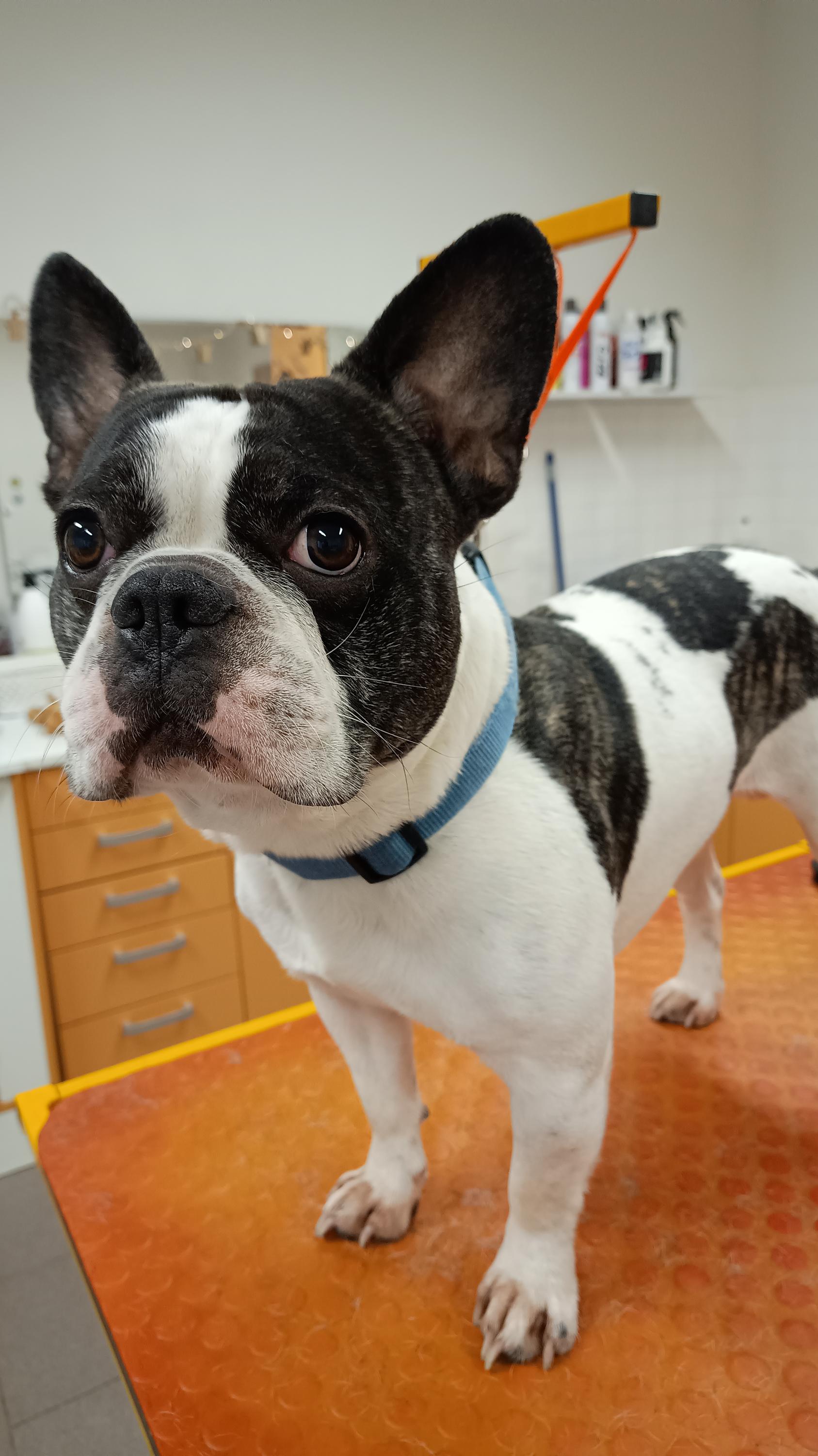 Salon pro psy Táňa Menžinská foto 3