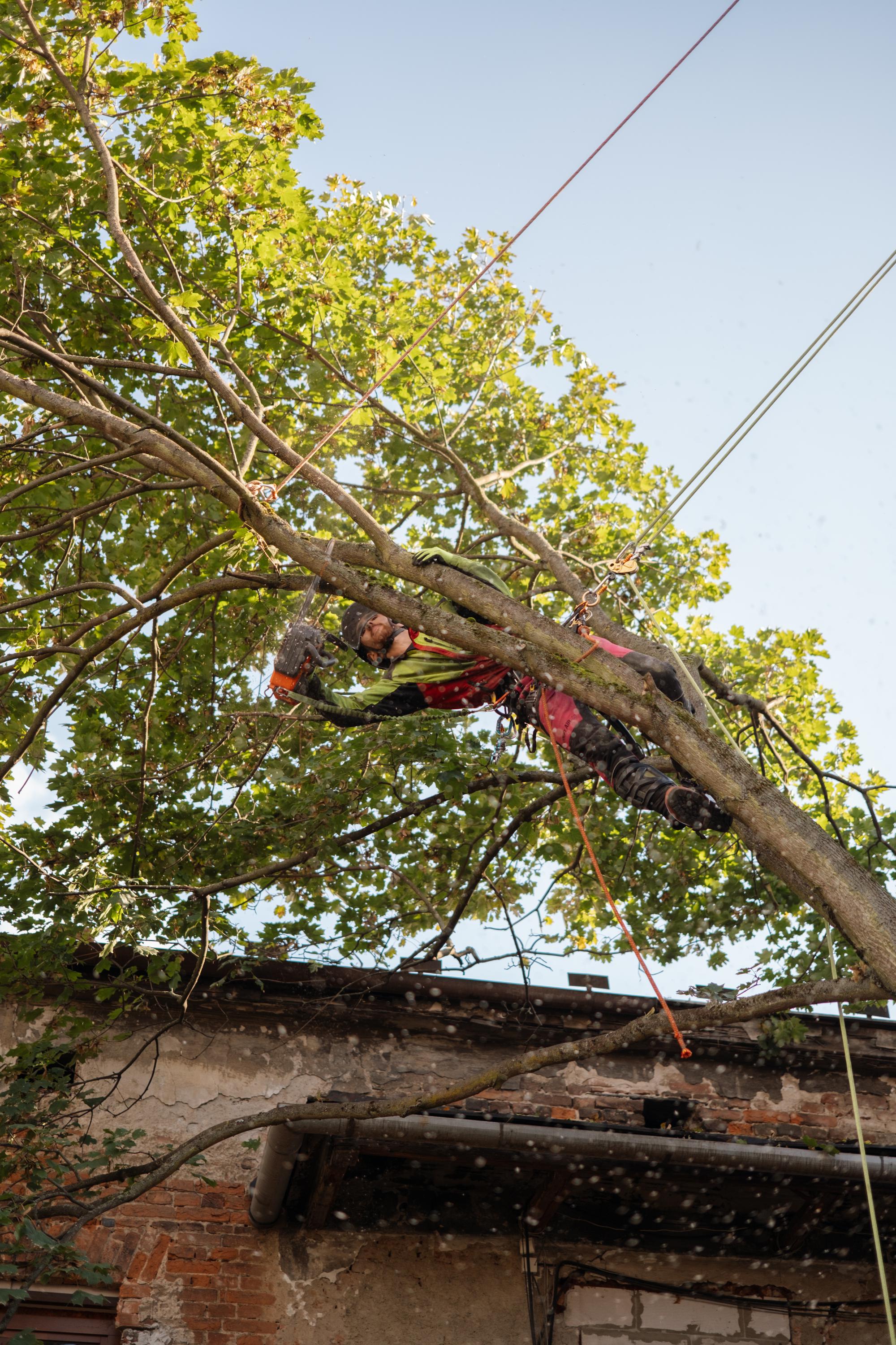 Roman Vasiljev - Práce na stromě foto 2