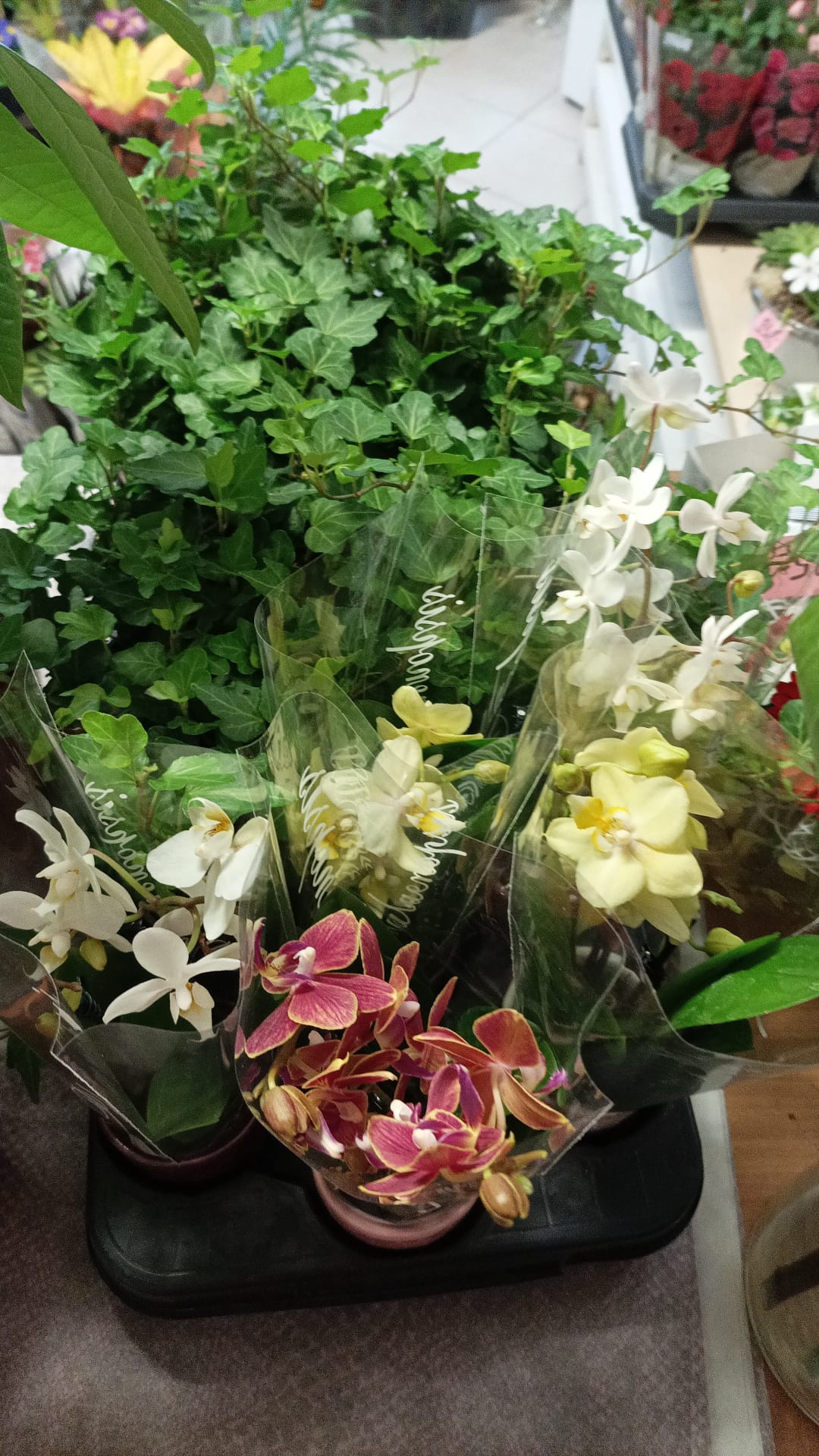 Květinářství Iva Černá foto 4
