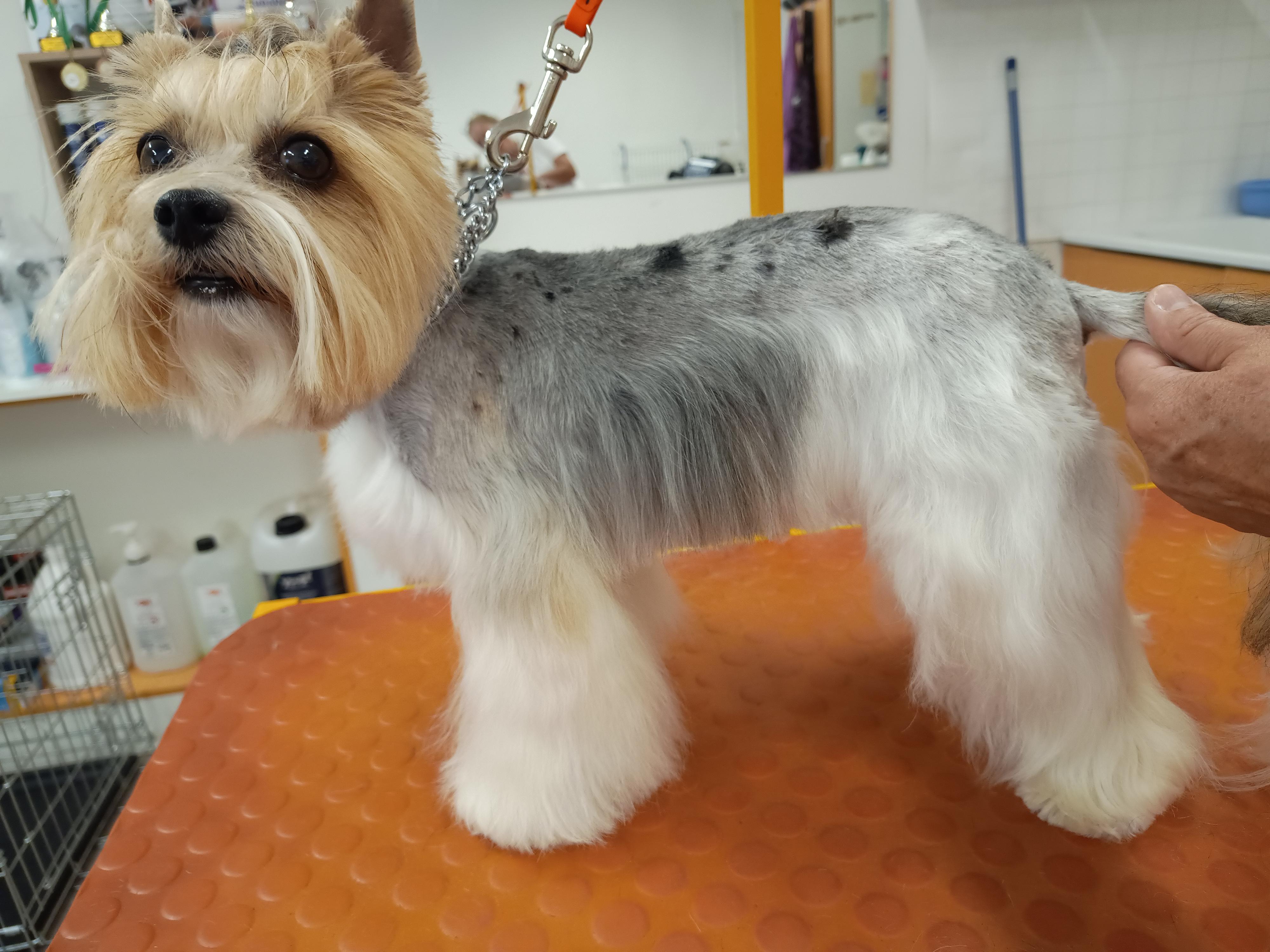 Salon pro psy Táňa Menžinská foto 5