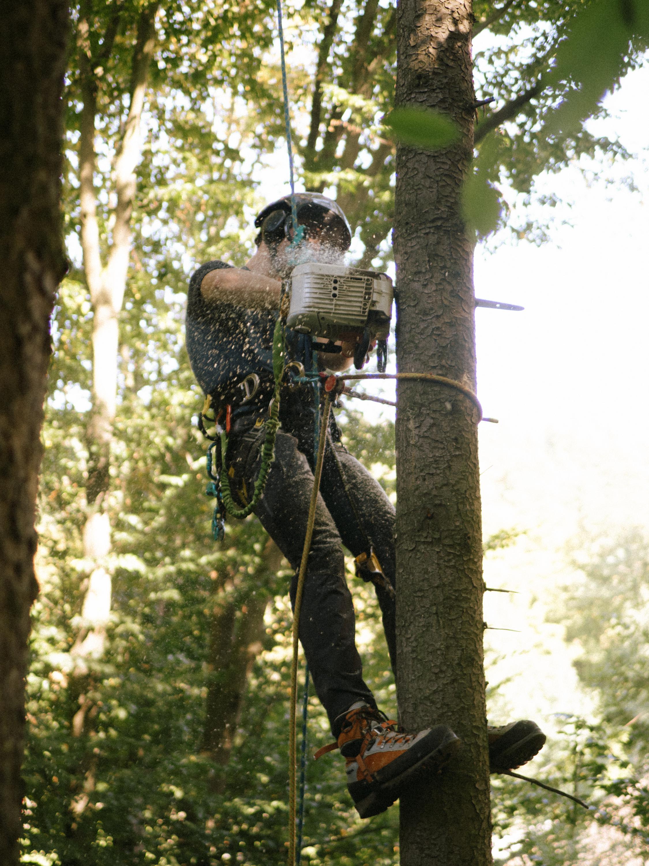 Roman Vasiljev - Práce na stromě foto 3