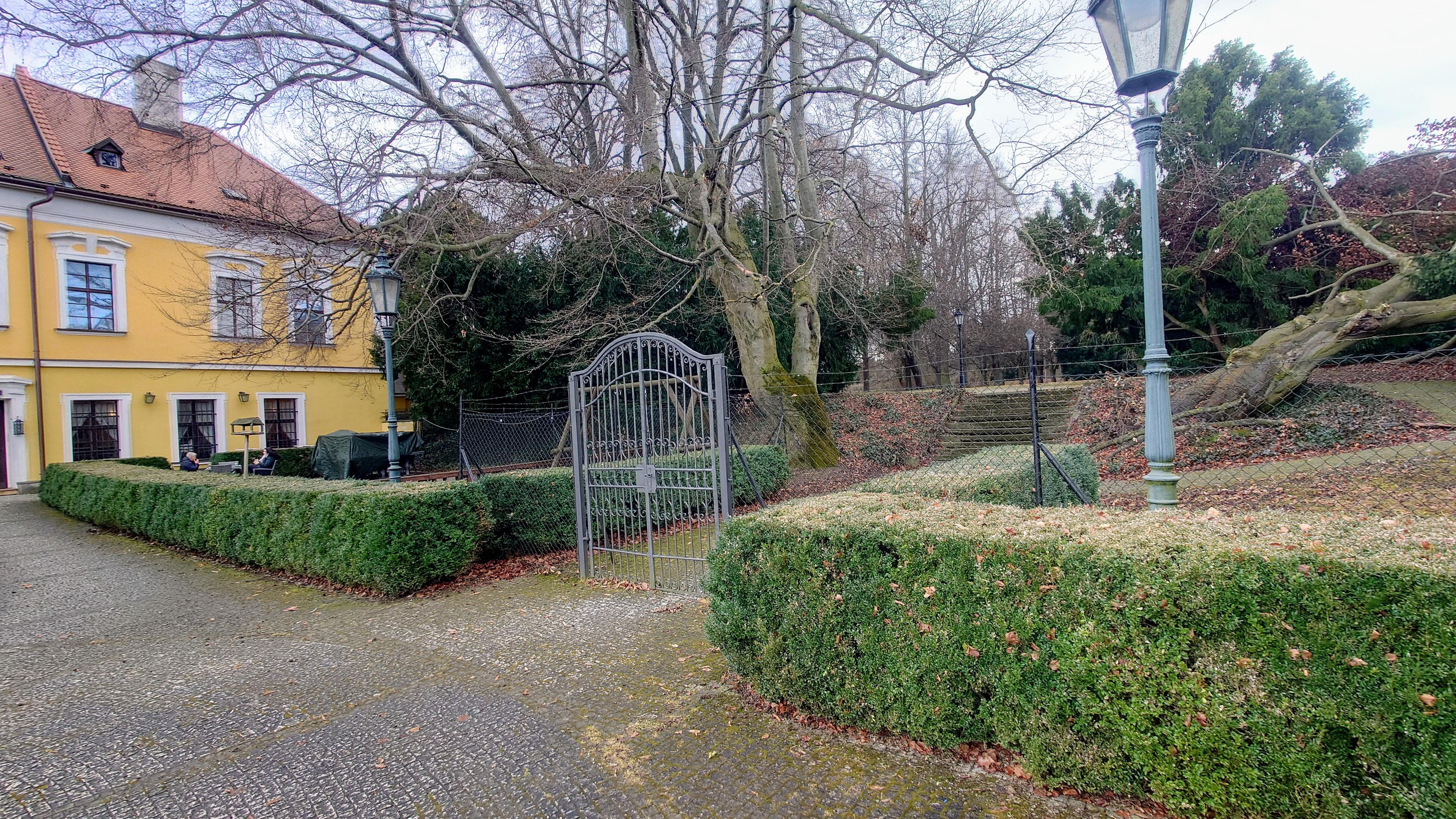 Zámecká růže foto 4