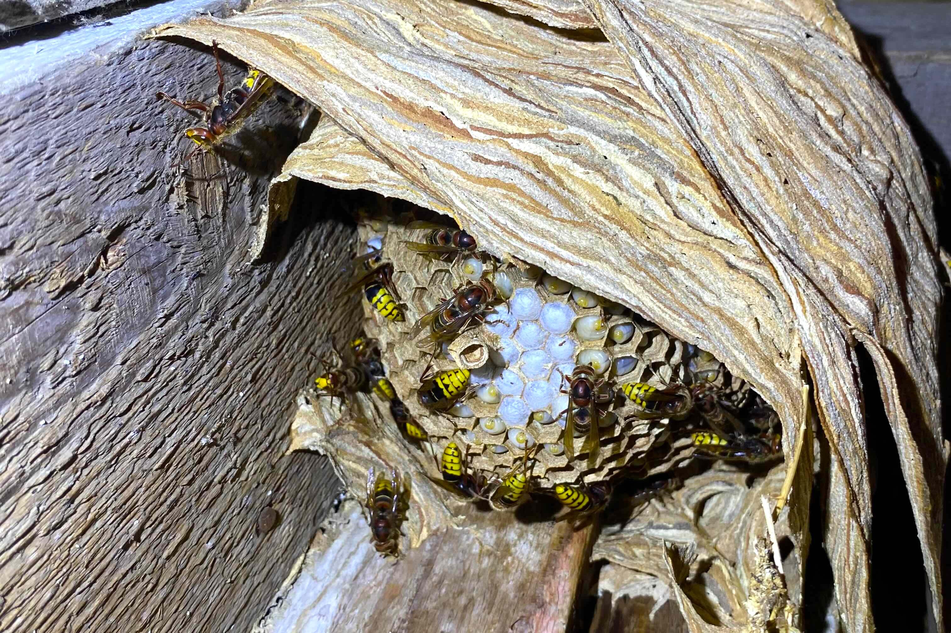 Deratizace a dezinsekce Pavel Šibor