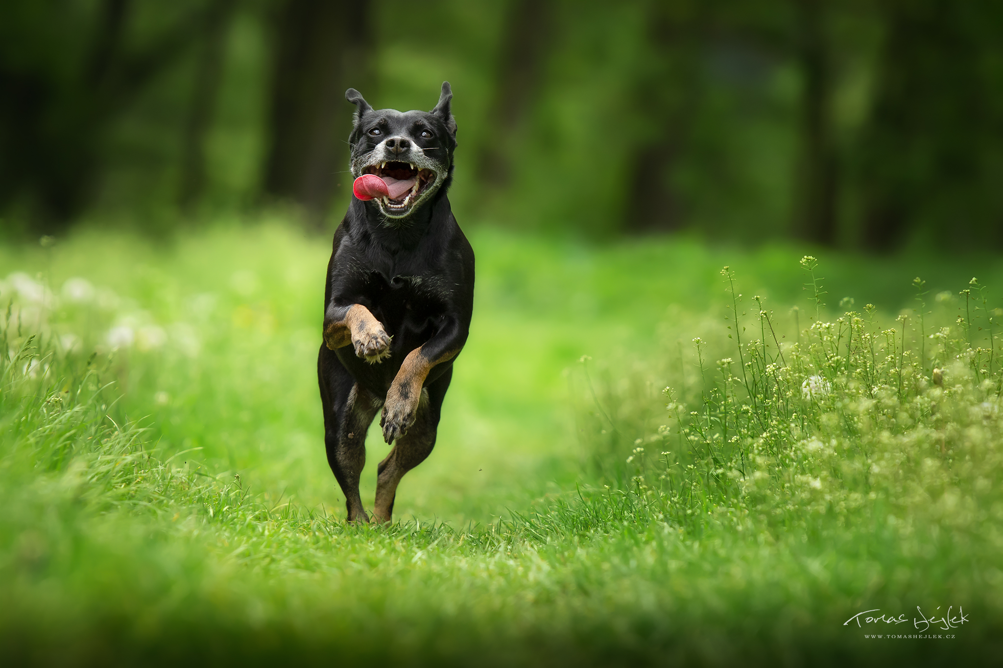 Tomáš Hejlek - Photo & Video foto 4