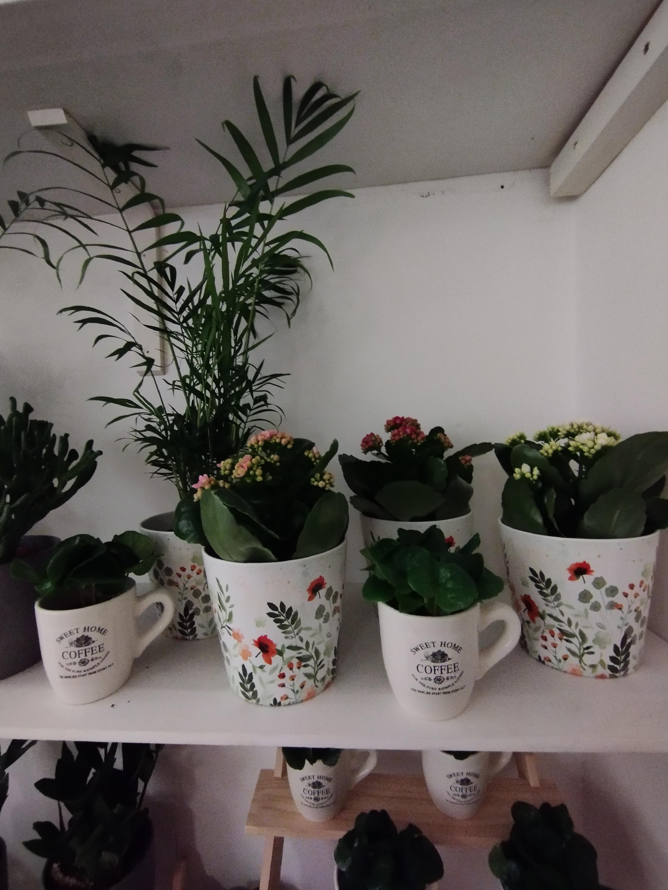 Květy Naší Žabky foto 5