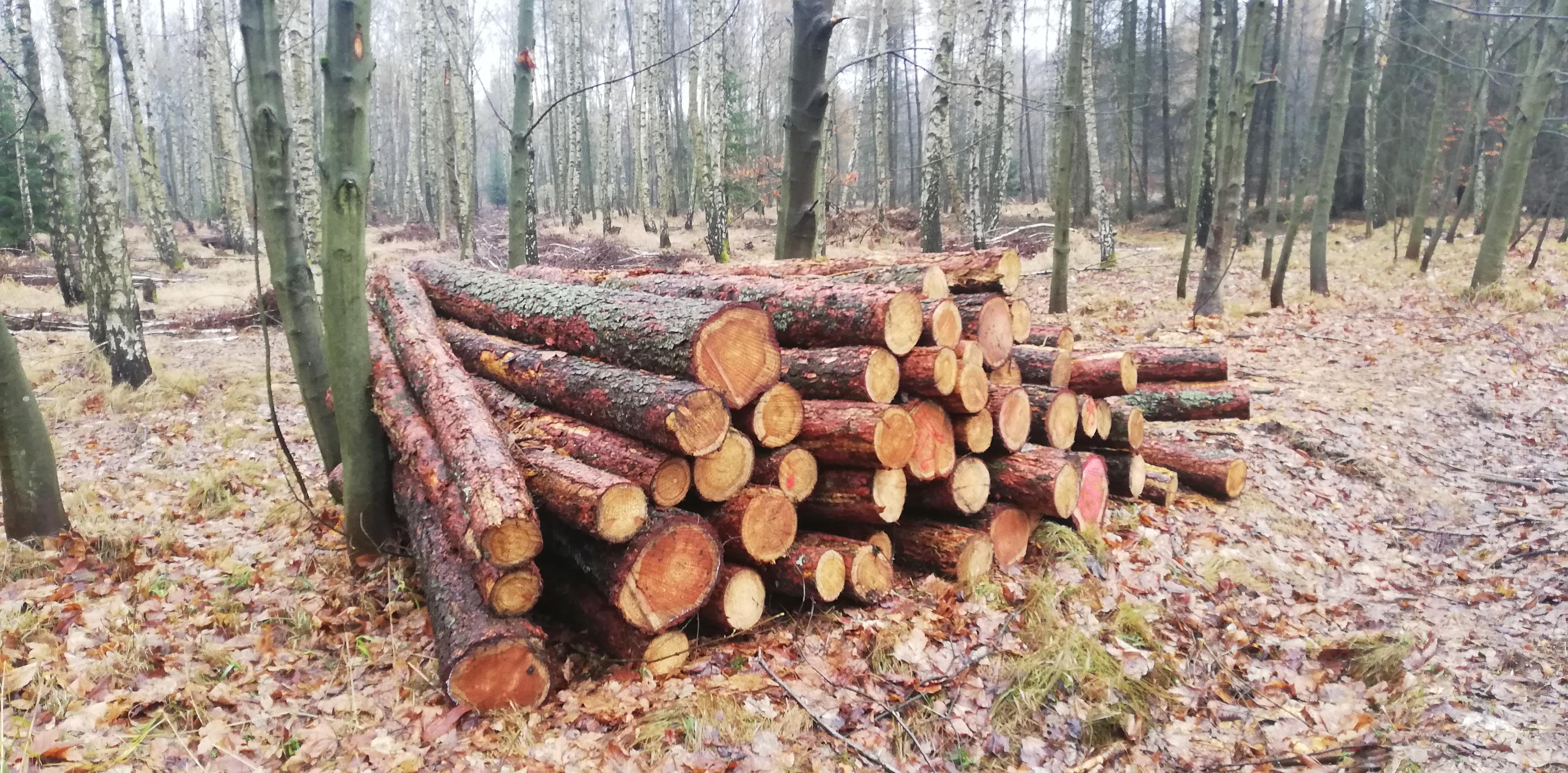 Palivové dřevo LOVO foto 5