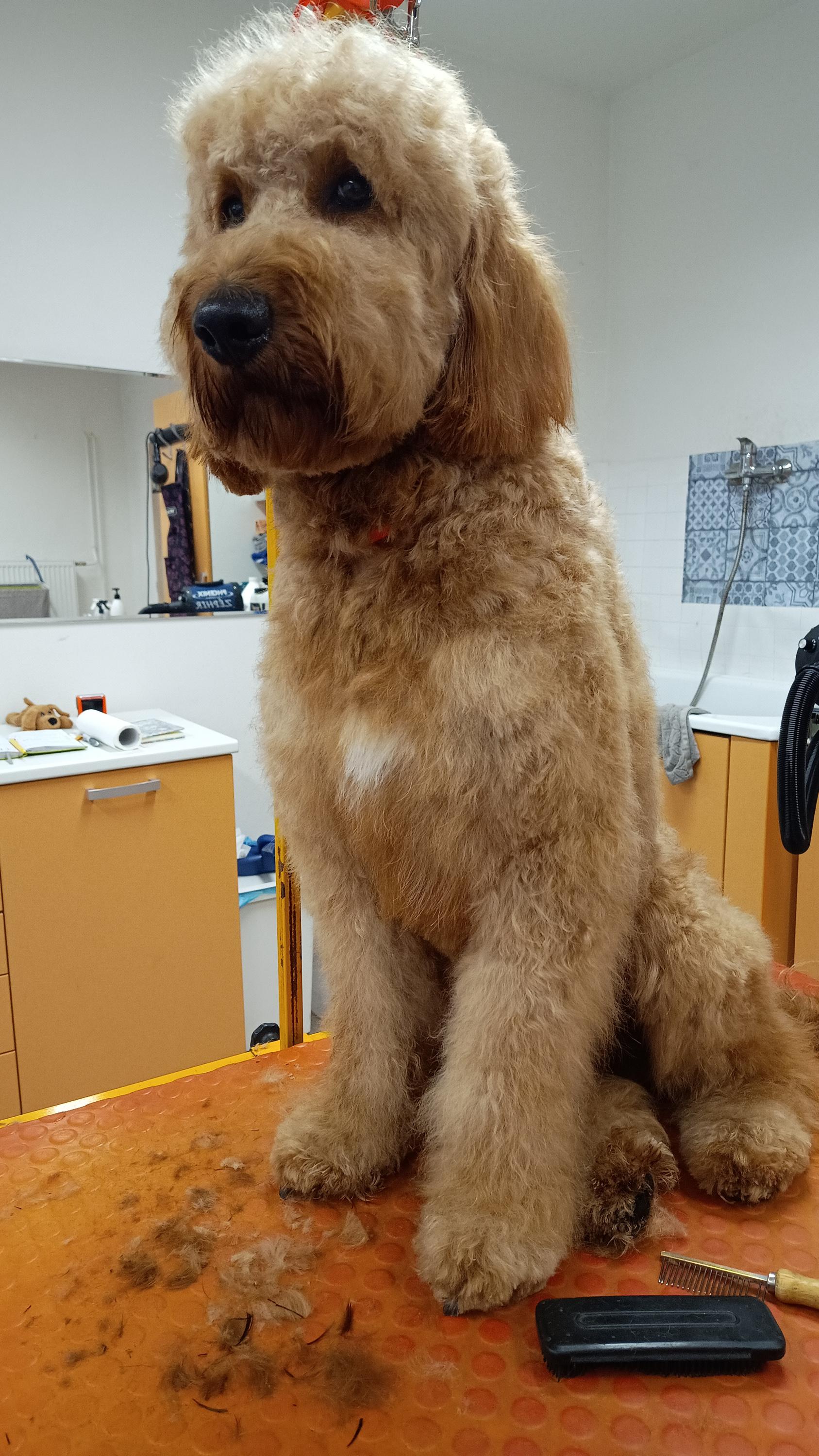 Salon pro psy Táňa Menžinská foto 4