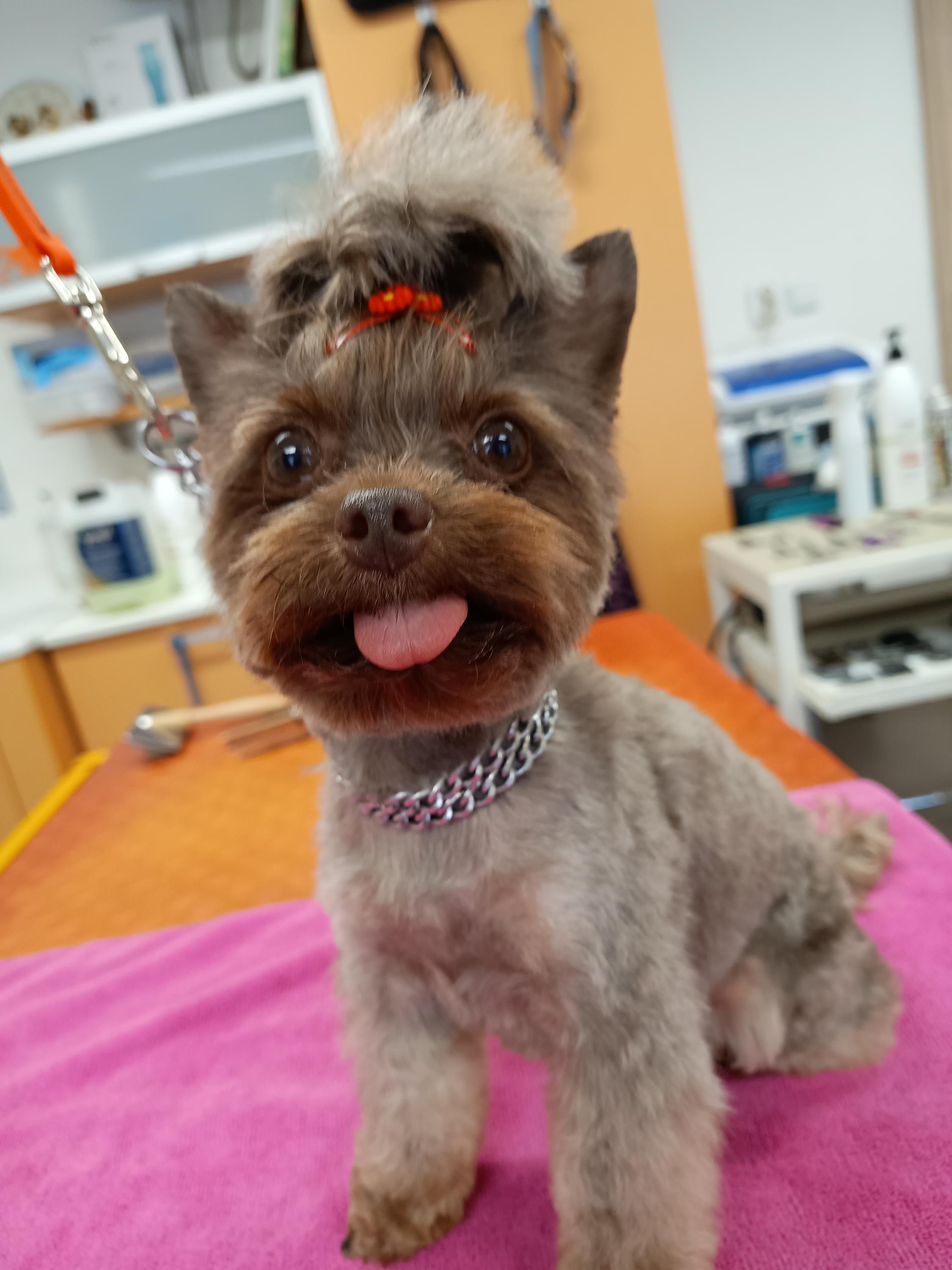 Salon pro psy Táňa Menžinská foto 6