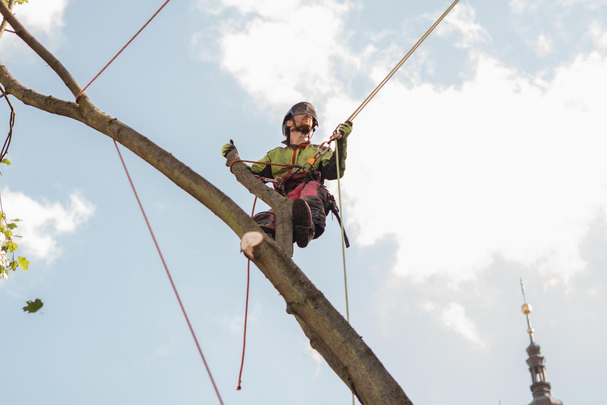 Roman Vasiljev - Práce na stromě