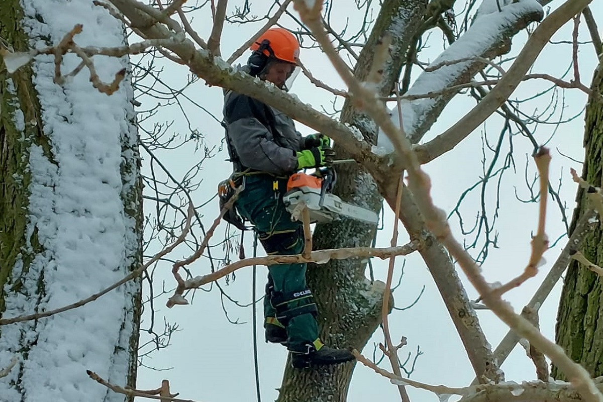 Petr Vocásek - rizikové kácení