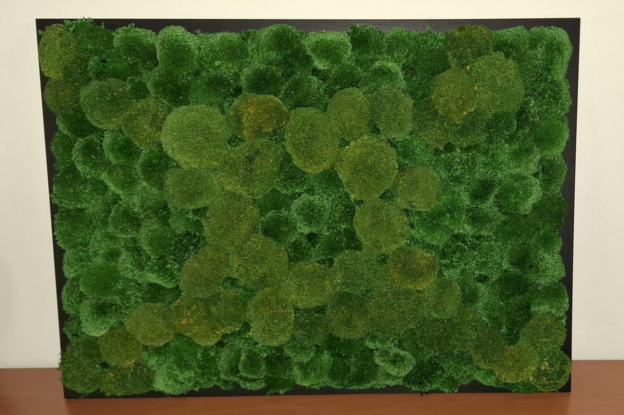 Mechové obrazy, obrazy akrylem - Bc. Olga Čeřovská