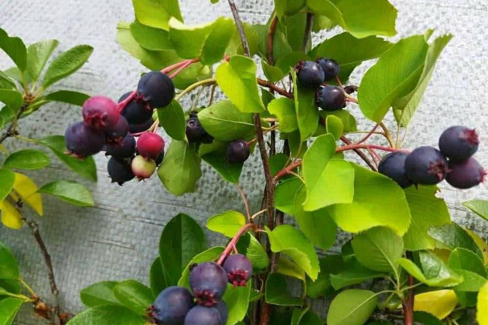 Muchovíky - borůvka Amelanchierova