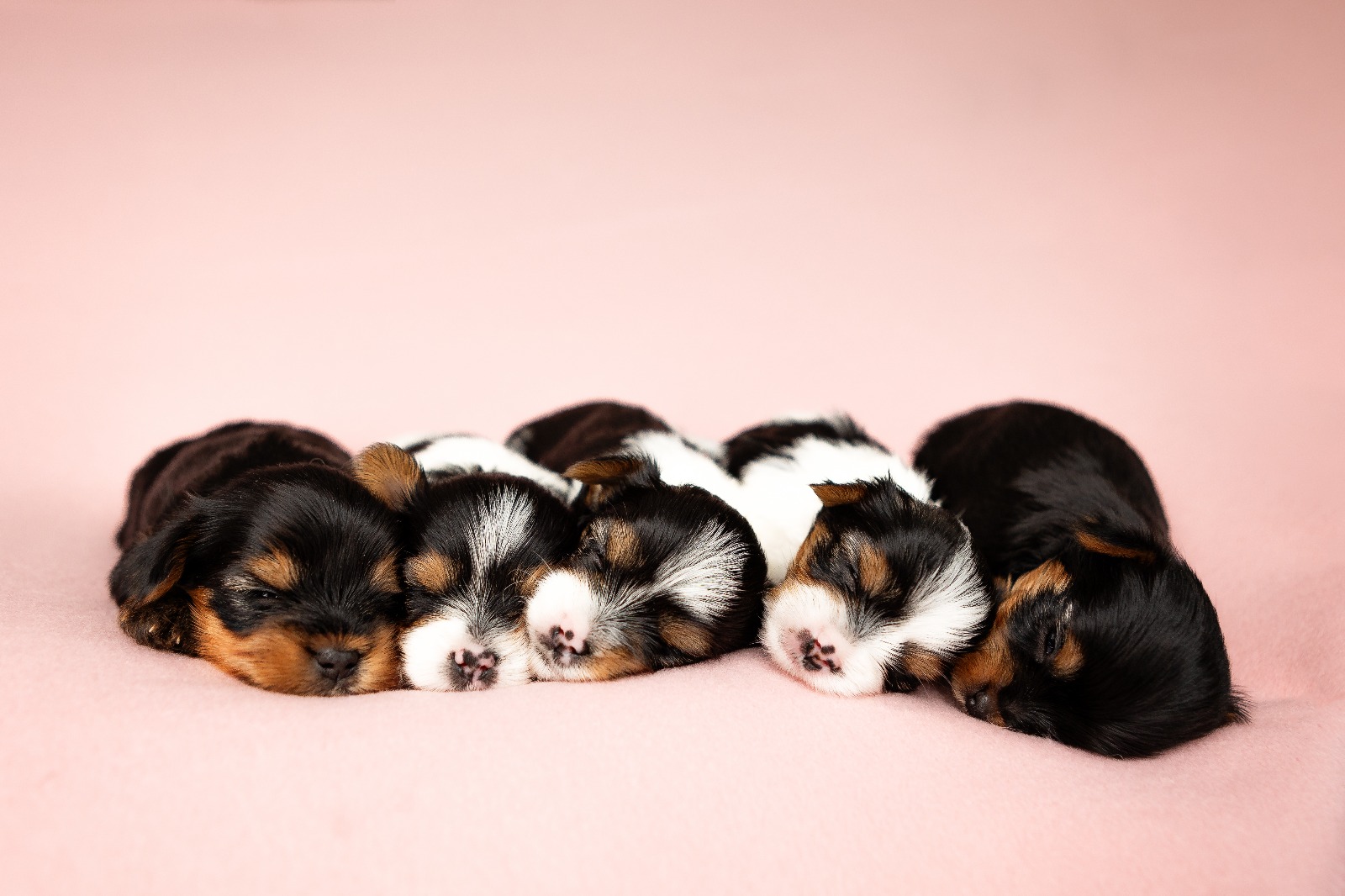 Chovatelská stanice VON OLD River foto 2