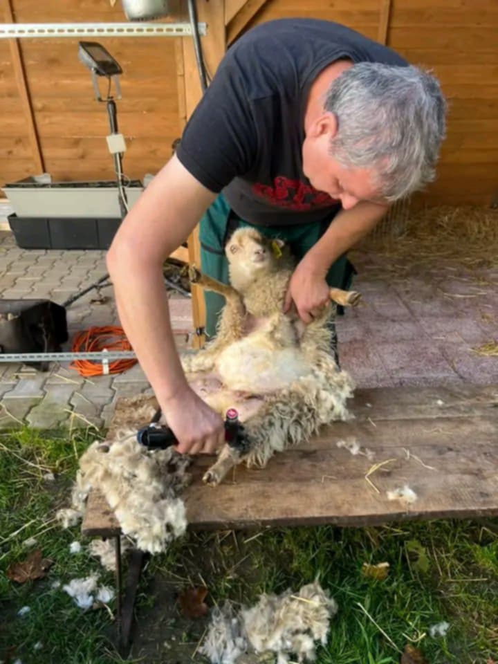 František Pospíšil - střihání ovcí foto 2