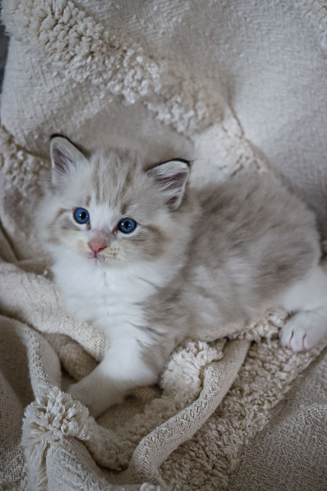 Cute of Silesia_Ragdoll foto 2