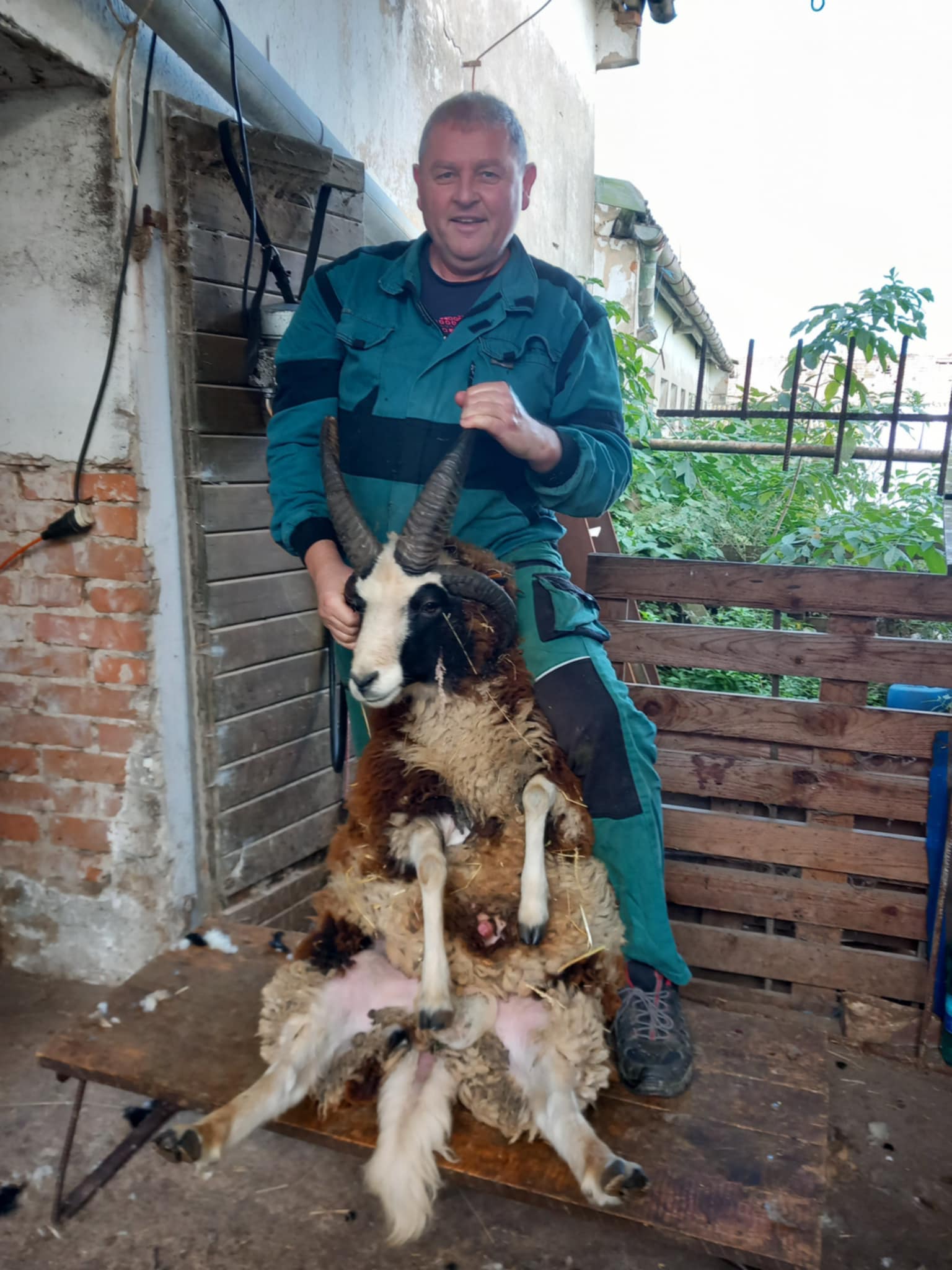 František Pospíšil - střihání ovcí foto 3