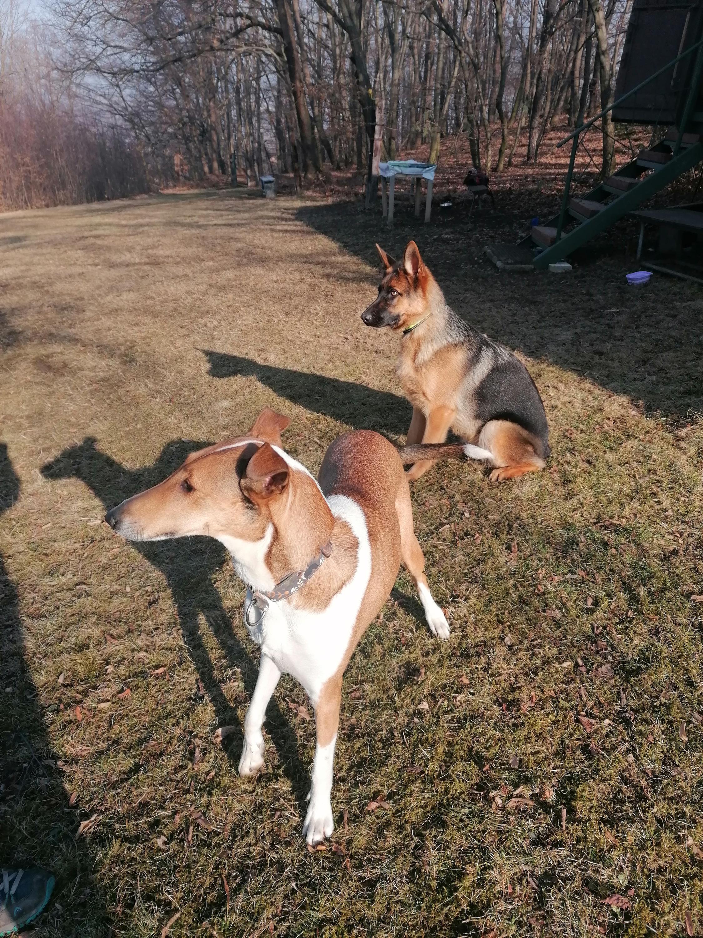 Kynologický cvičák Smolkov foto 2